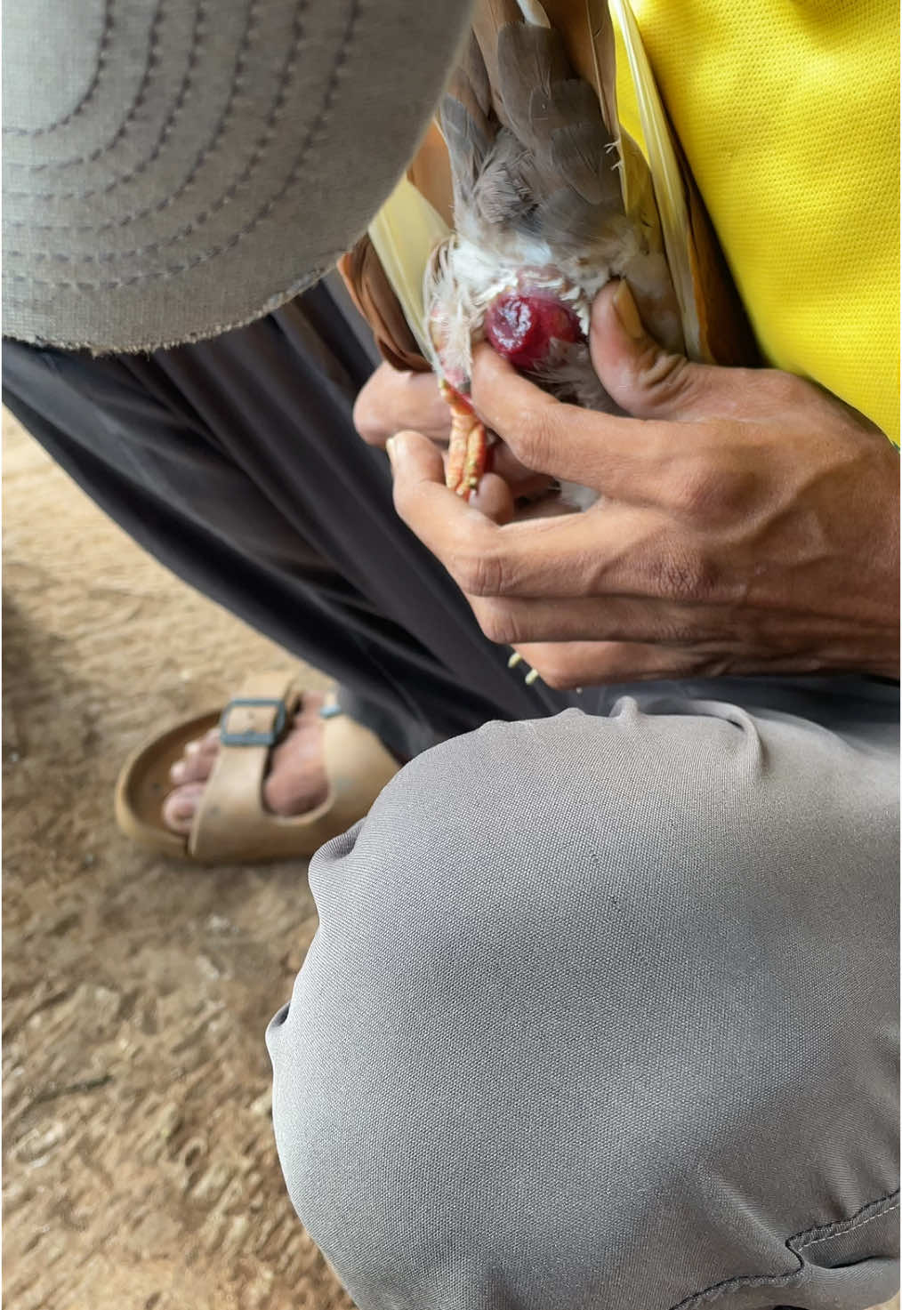 @Z V A 36 Merpati Reborn 🕊️🕊️