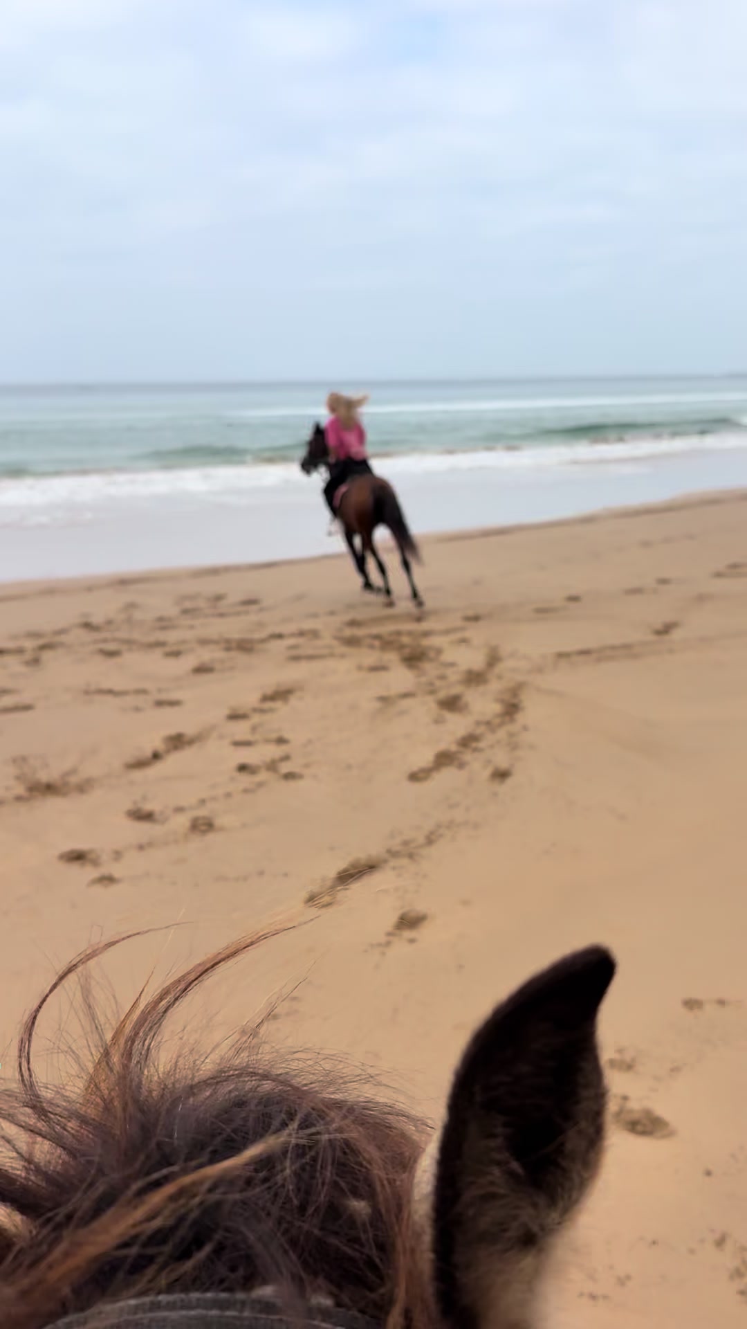 @Cheval_agadir
