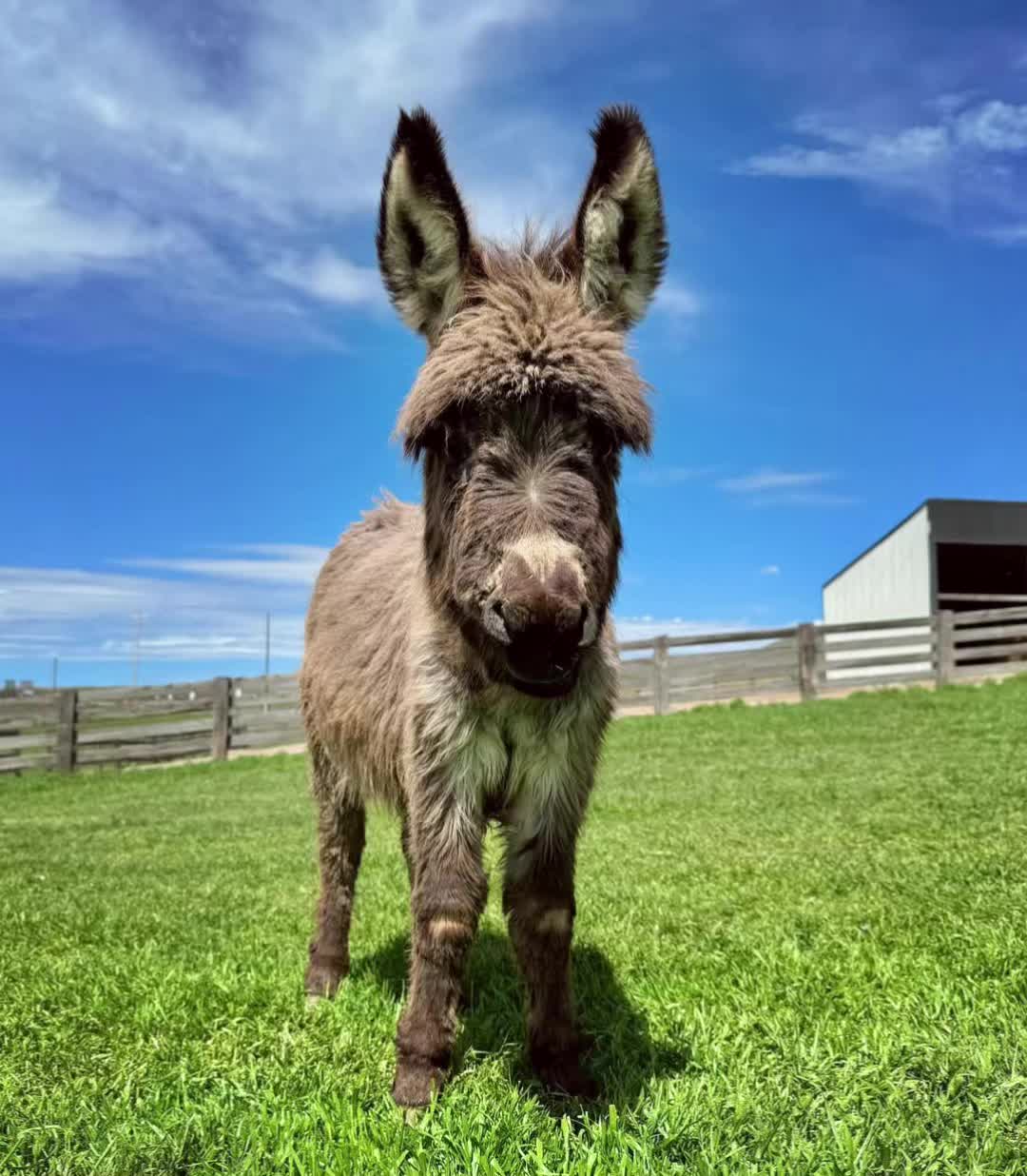 @Double Donkey Ranch