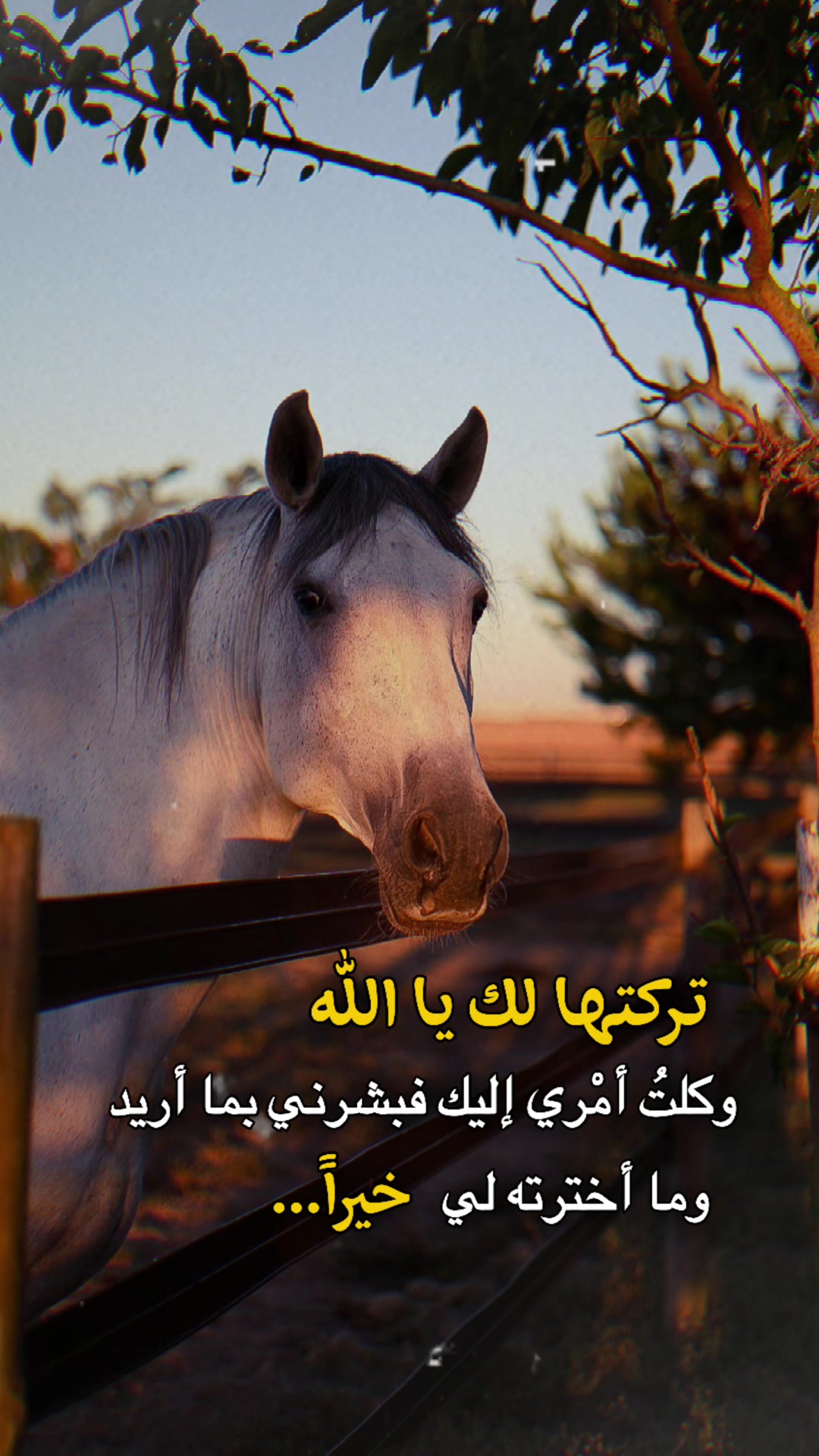 @༊෴✿سہارة✿〄