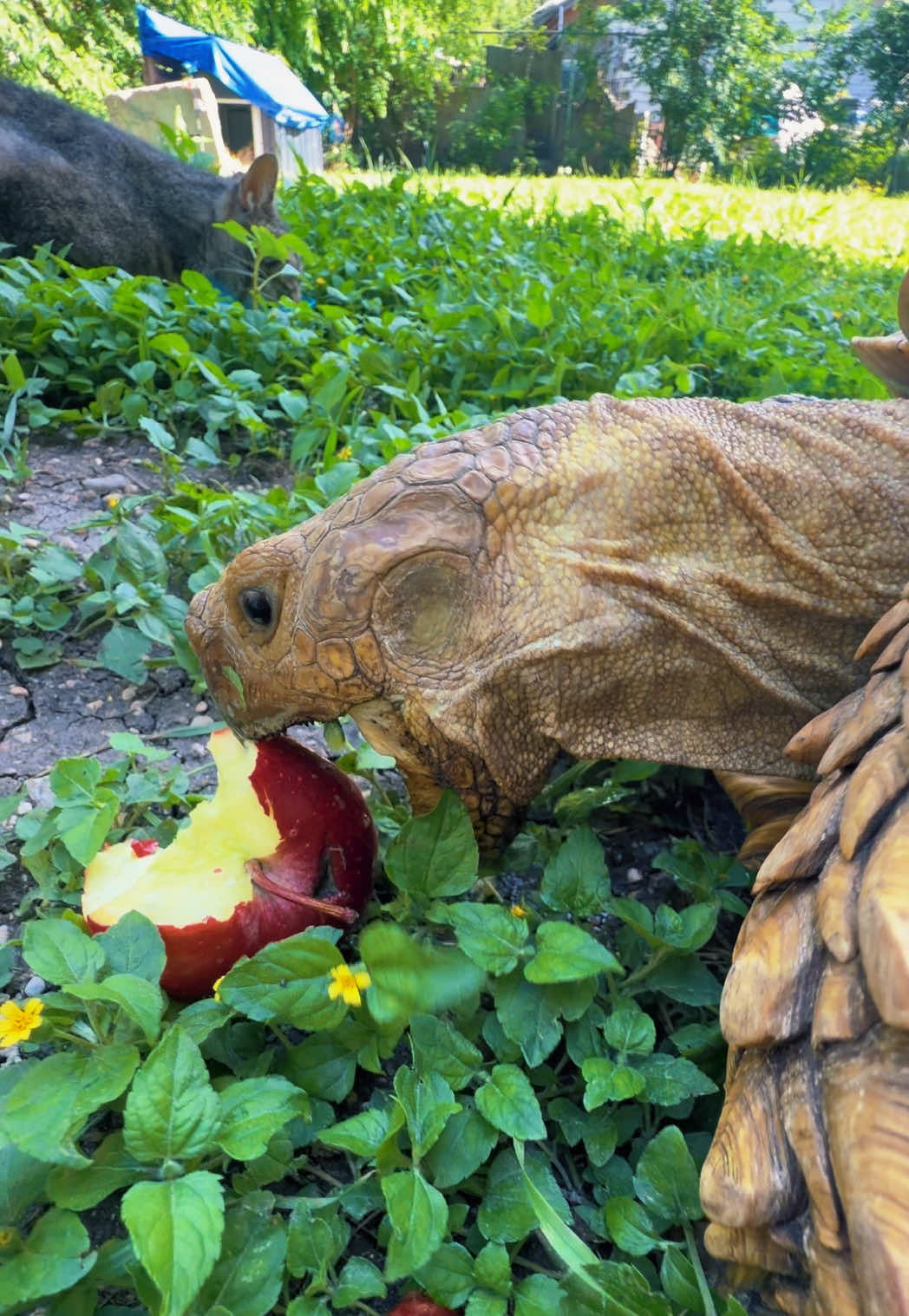 @OtisTheTortoise