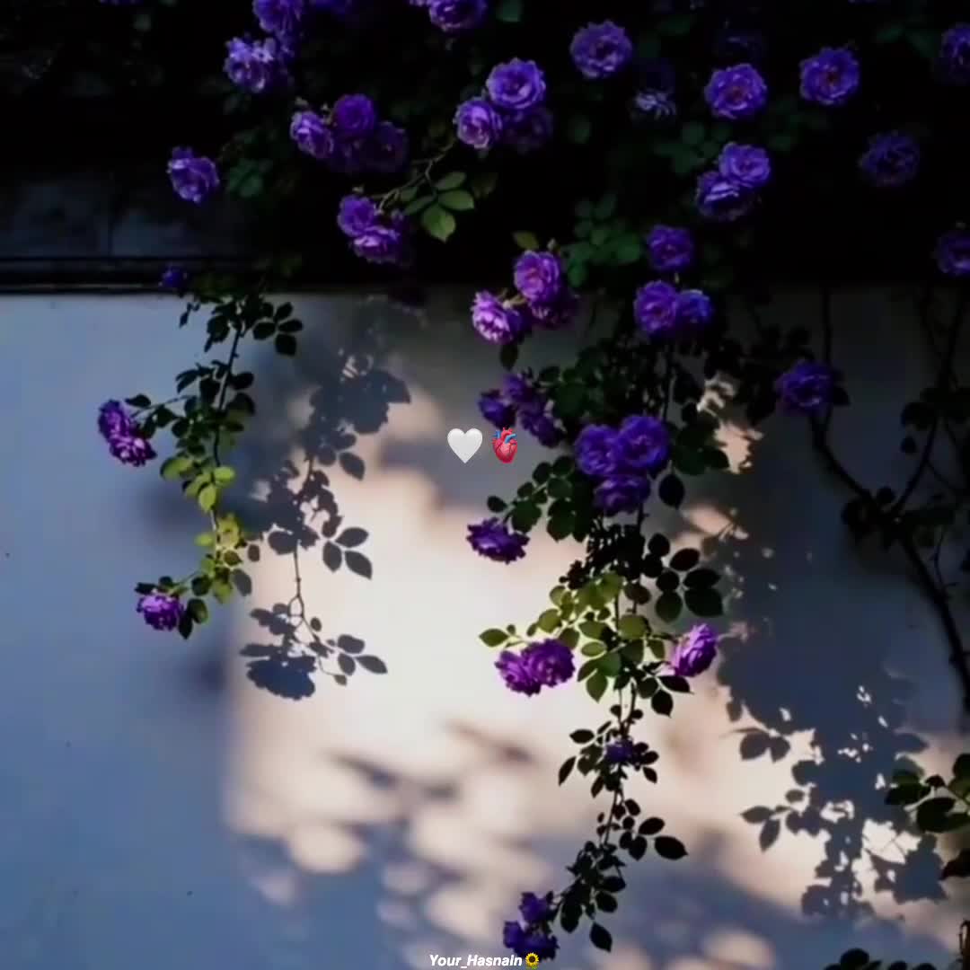 @🌻