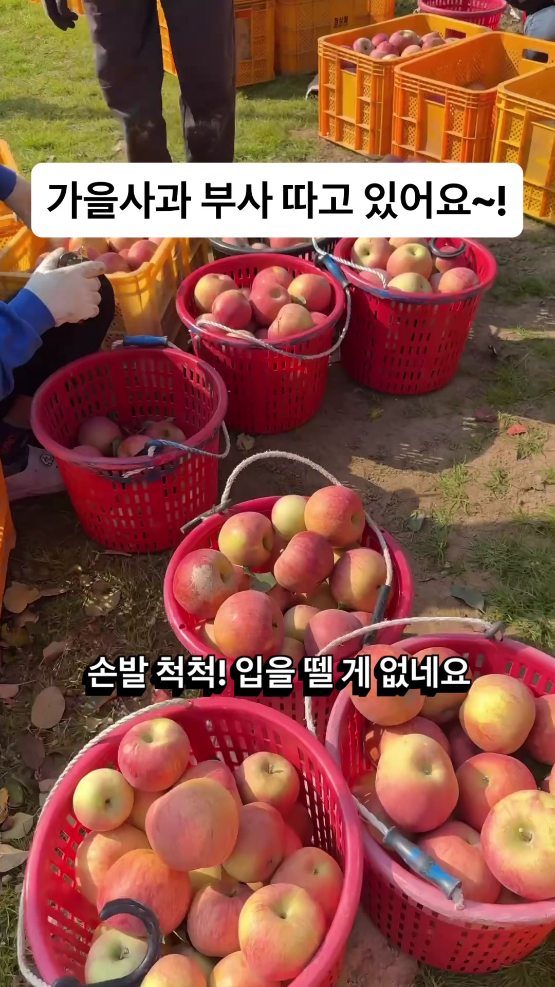 @은주네농원&복사자&알달달펍