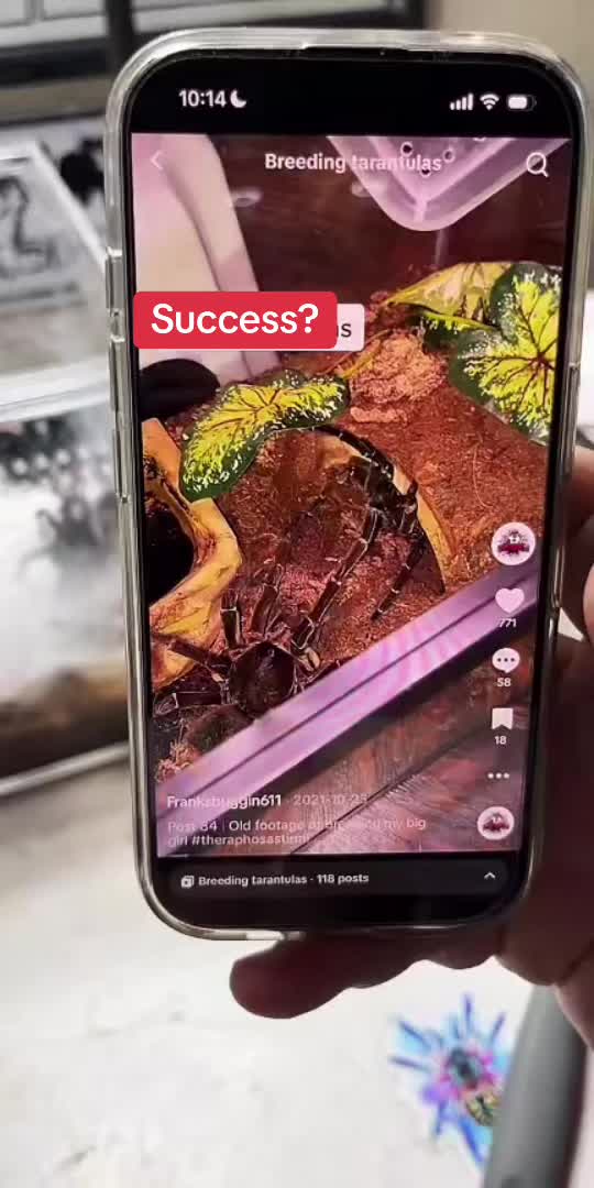 @Franksbuggin611