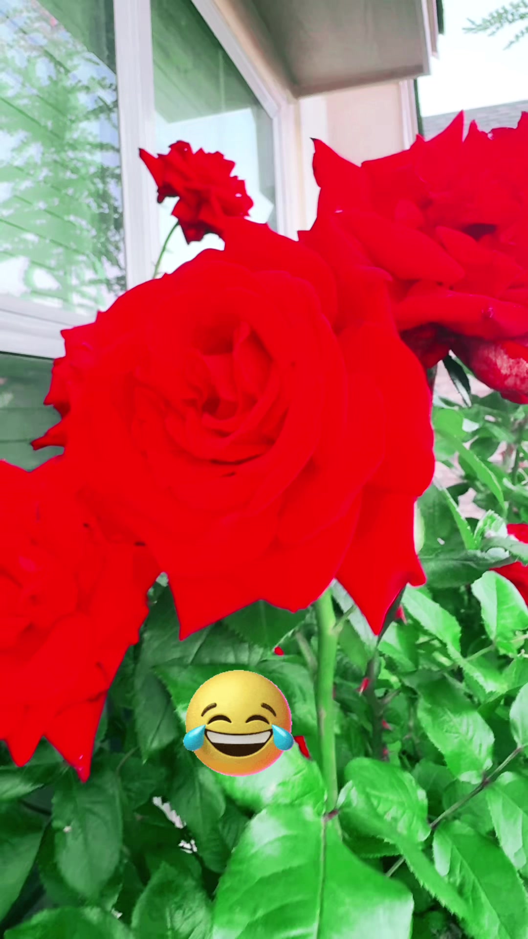 @sandhya🇺🇸🇺🇸❤️❤️🇳🇵🇳🇵❤️