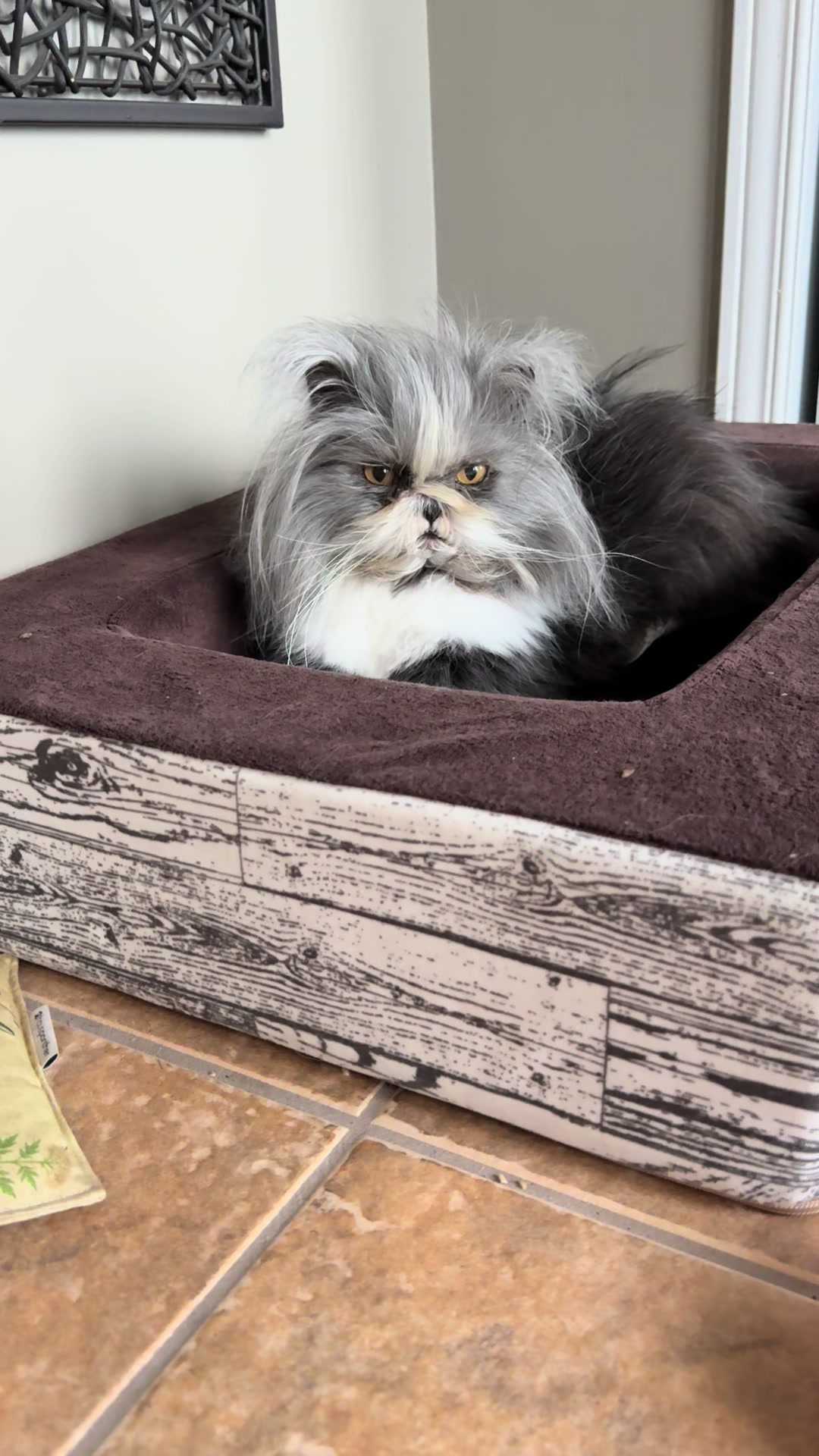 @atchoumthecat