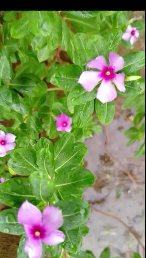 @iqra, Chaudhary
