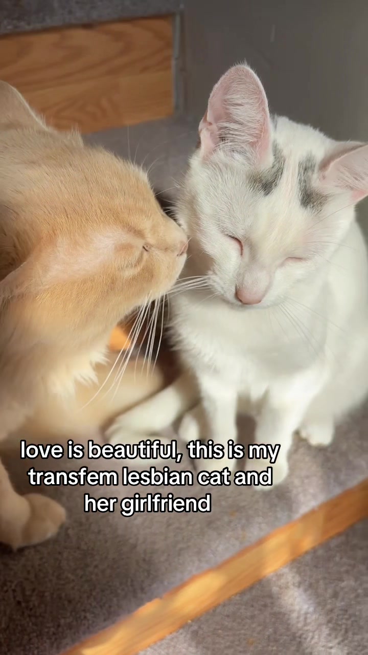 @luci