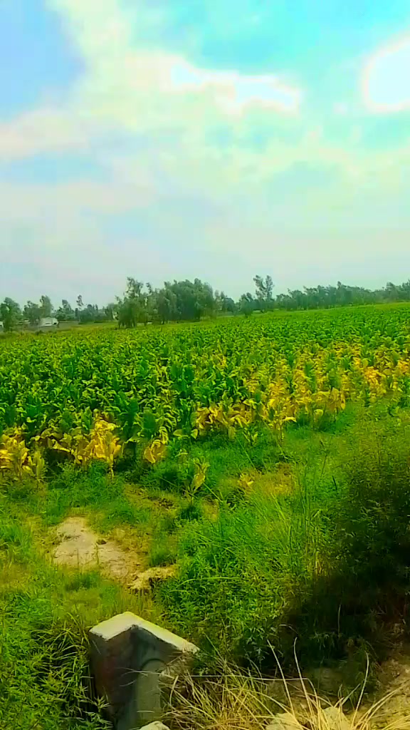 @sariq😍😍
