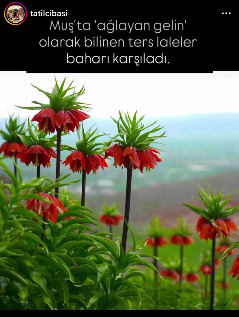 @Tatilcibaşı