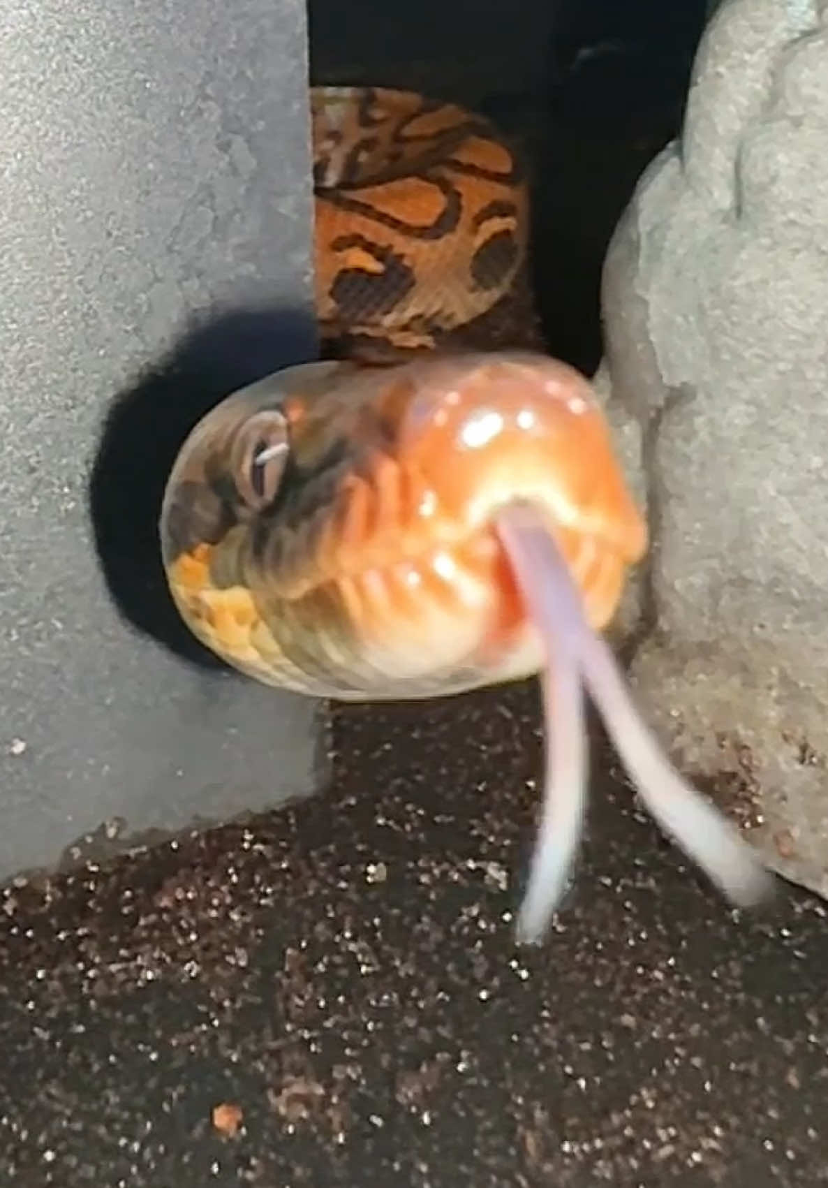 @Tommys_reptiles