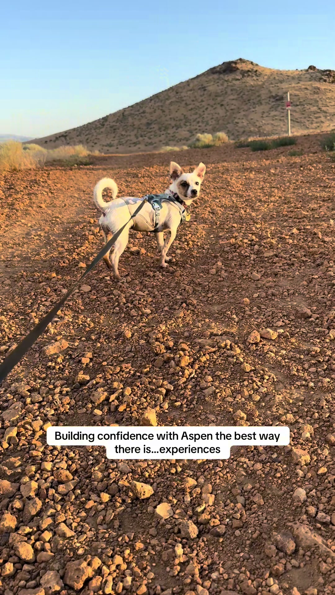 @slowdayzwithdogs