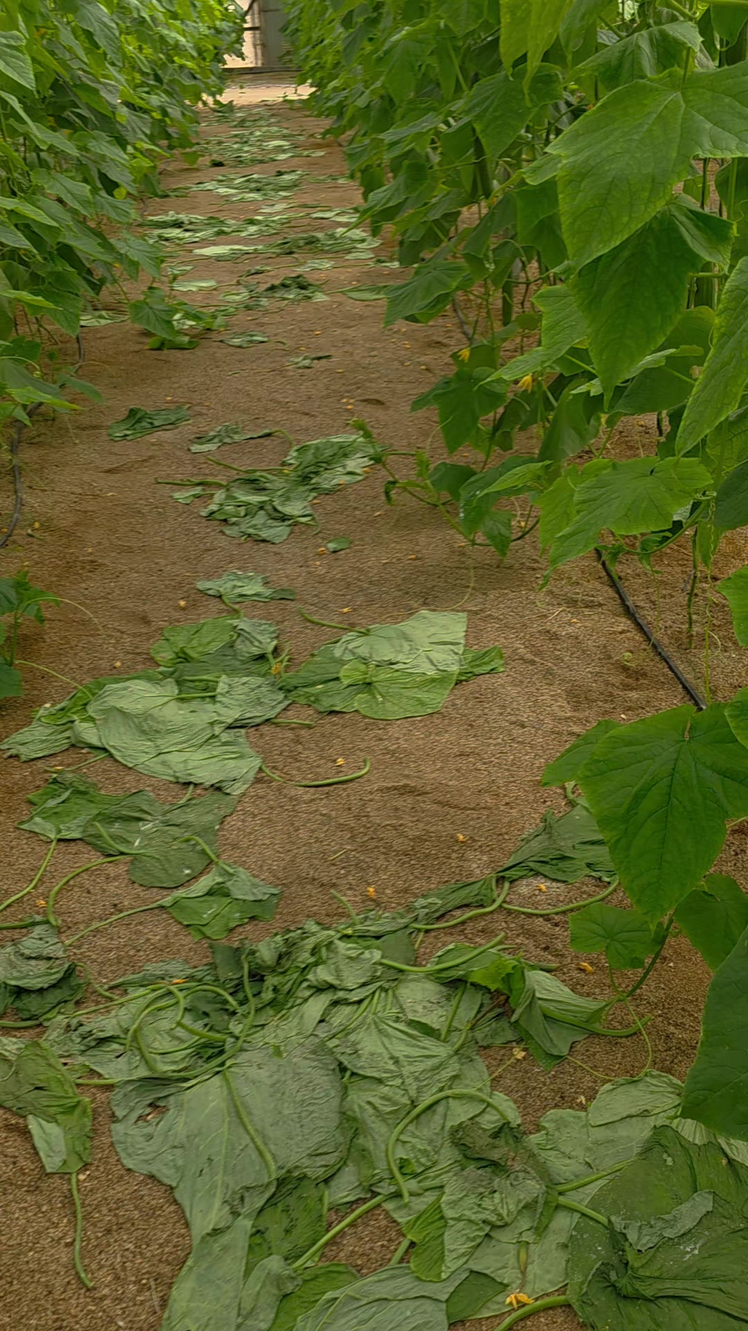@El Extensionista del Agro