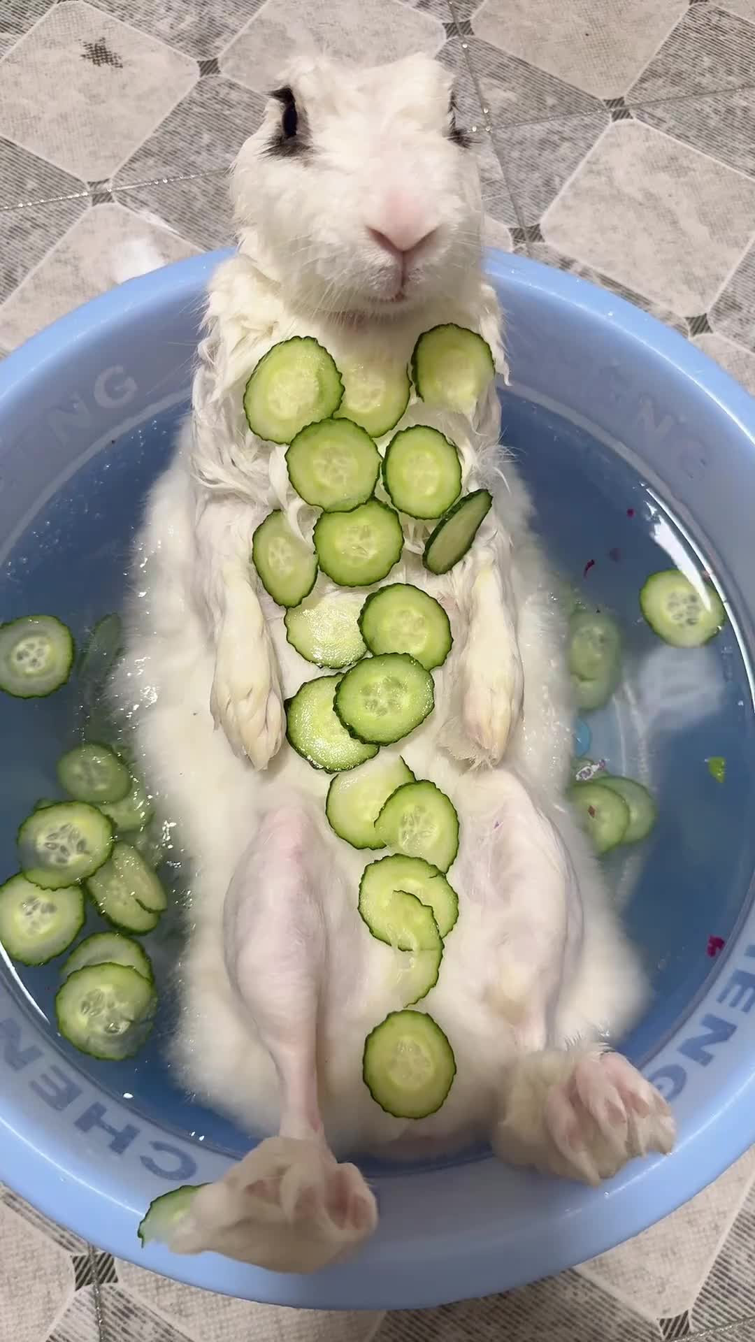 @RabbitBall