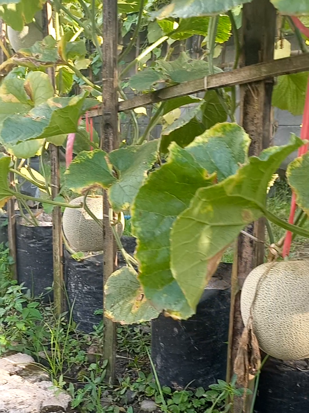 @MULYO JOYO FARM
