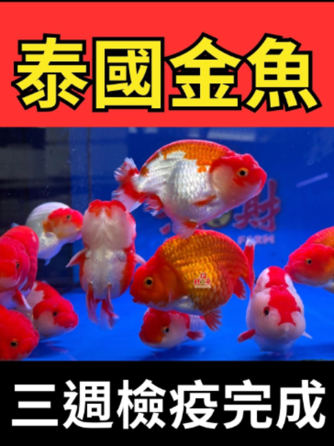 @招財魚水族館