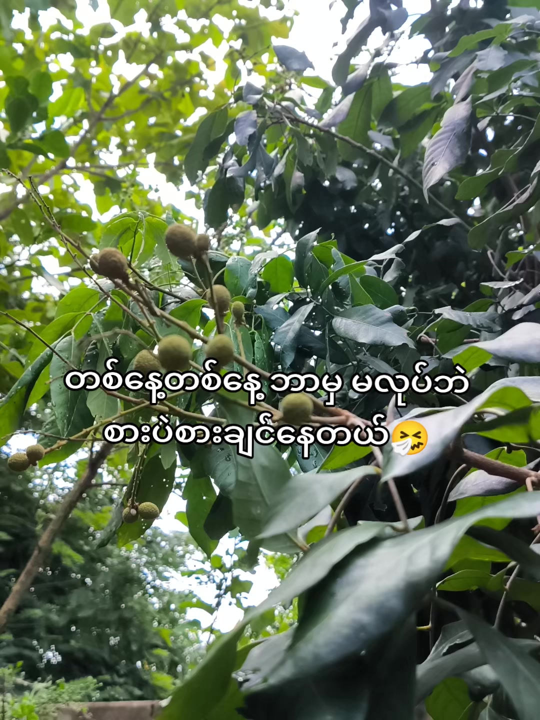 @🍃အမ်"Bi🍀