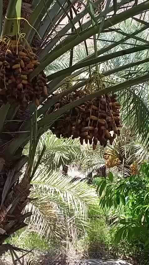 @omar farooq 9915