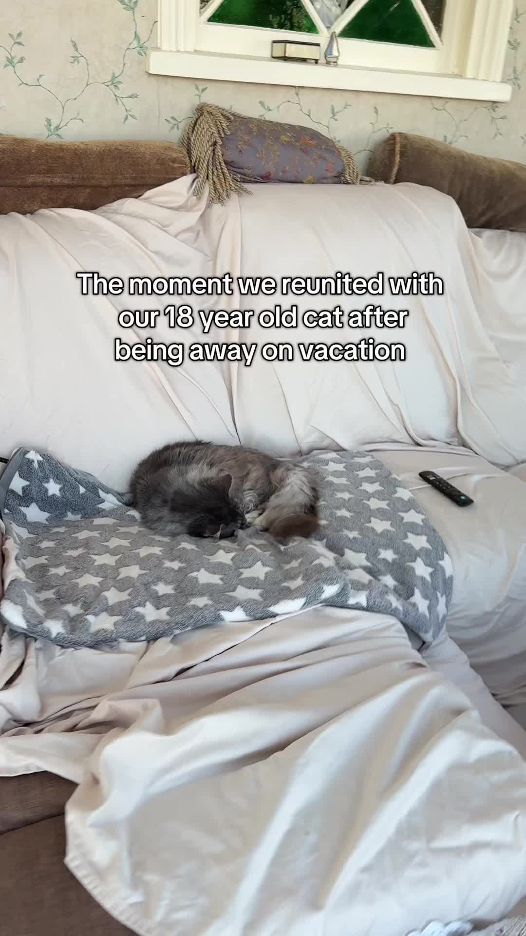 @Auntie Julie - The Cat Sitter