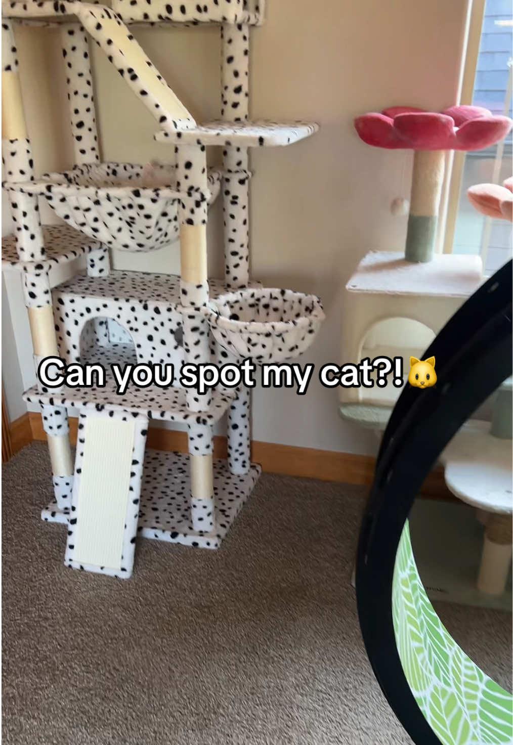 @Velvet Paws