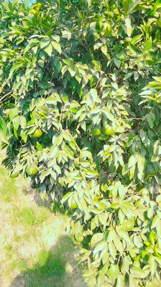 @عمران گجر