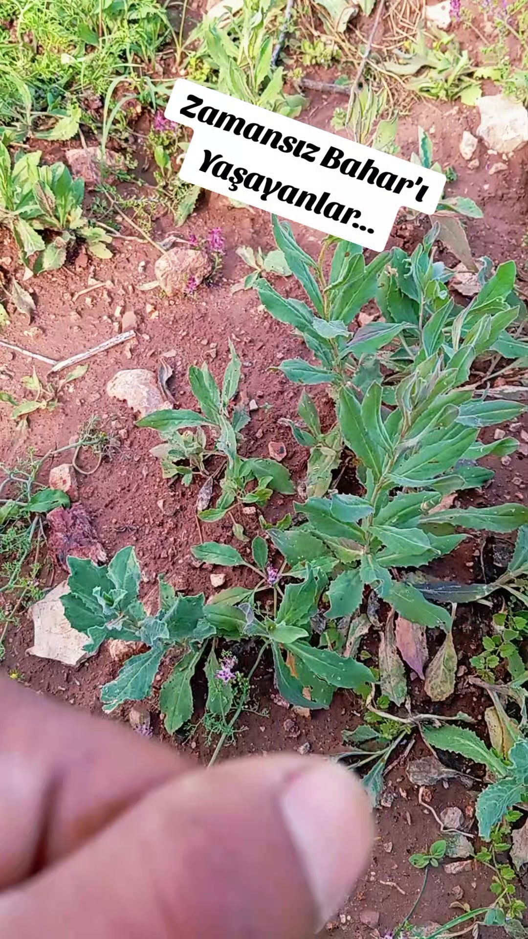 @🐝ÖZ BEYDİLLİ - ARICILIK🍯