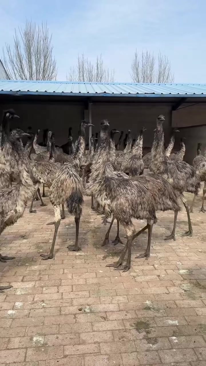 @網上動物
