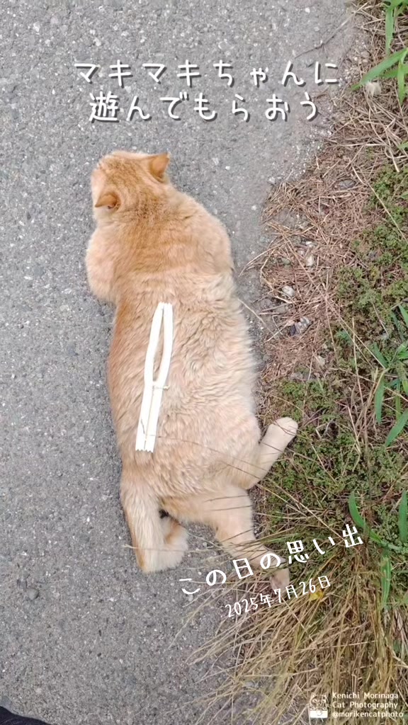 @猫写真家 森永健一