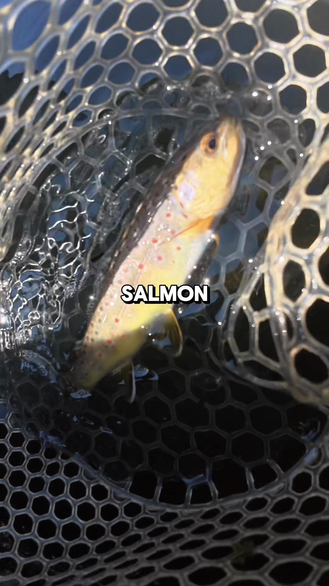 @JlangFishing