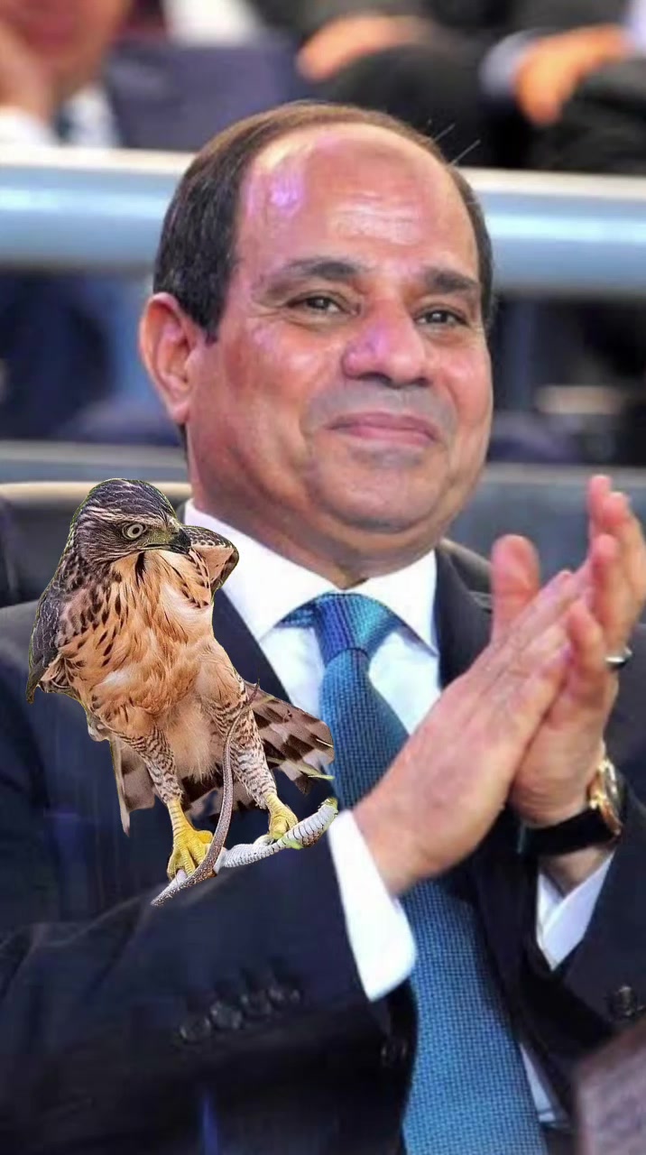 @الاستشاري ابراهيم محمد سلامة