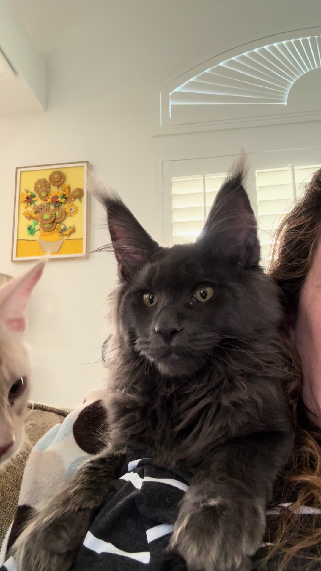 @StarKingdomMaineCoons