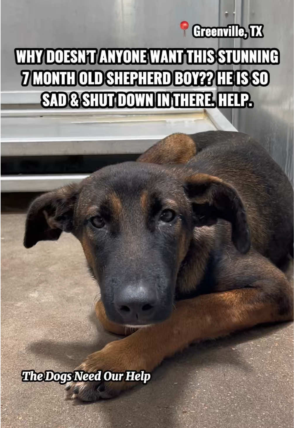 @The Dogs Need Our Help