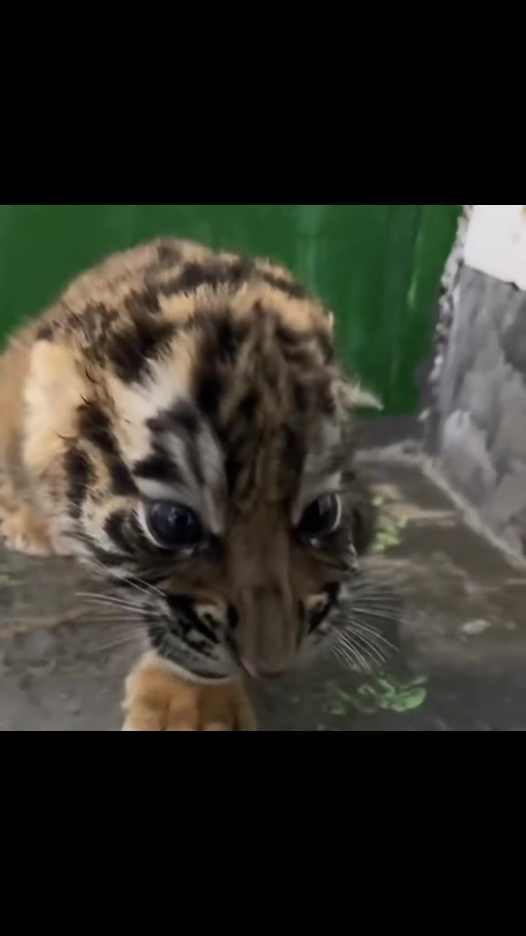 @𝘛𝘪𝘨𝘳𝘦𝘴𝘴 ⌗ 🐅