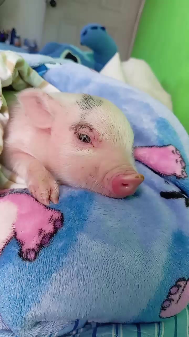 @🖤 GRîS 🖤