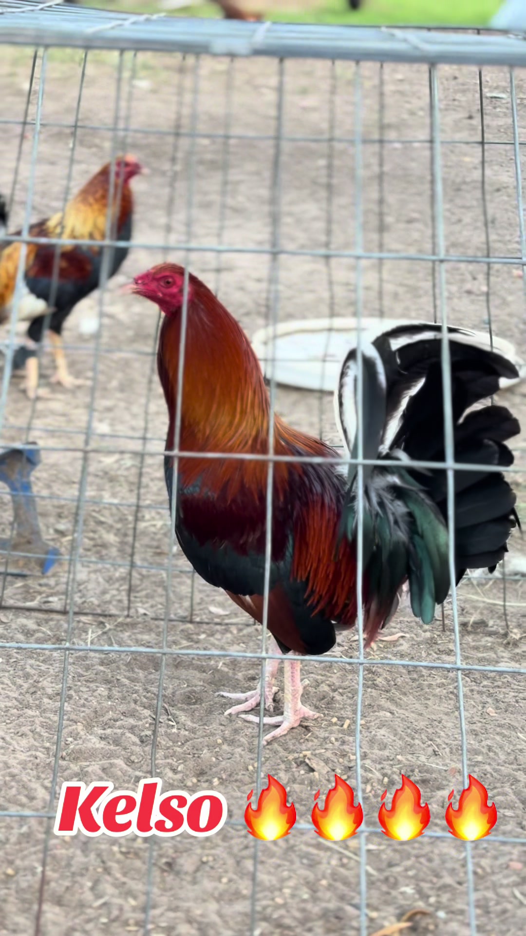 @Bryan Gamefarm