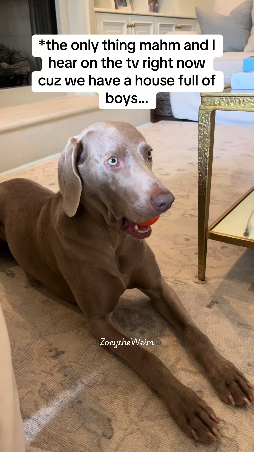@Zoey the Weim
