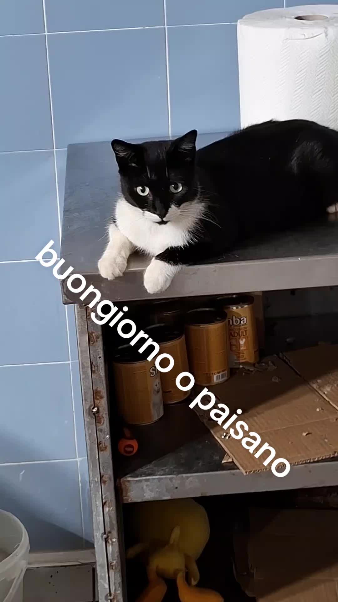@Antimo cavaliere o paesano
