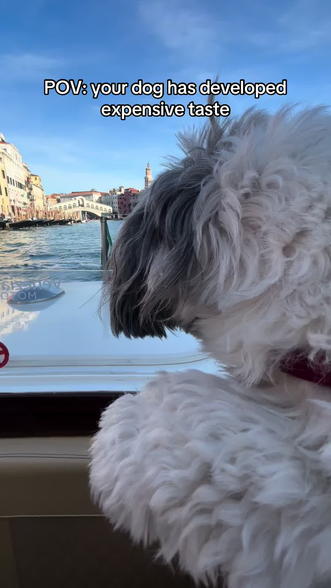 @Daisy | The Dog Travel App