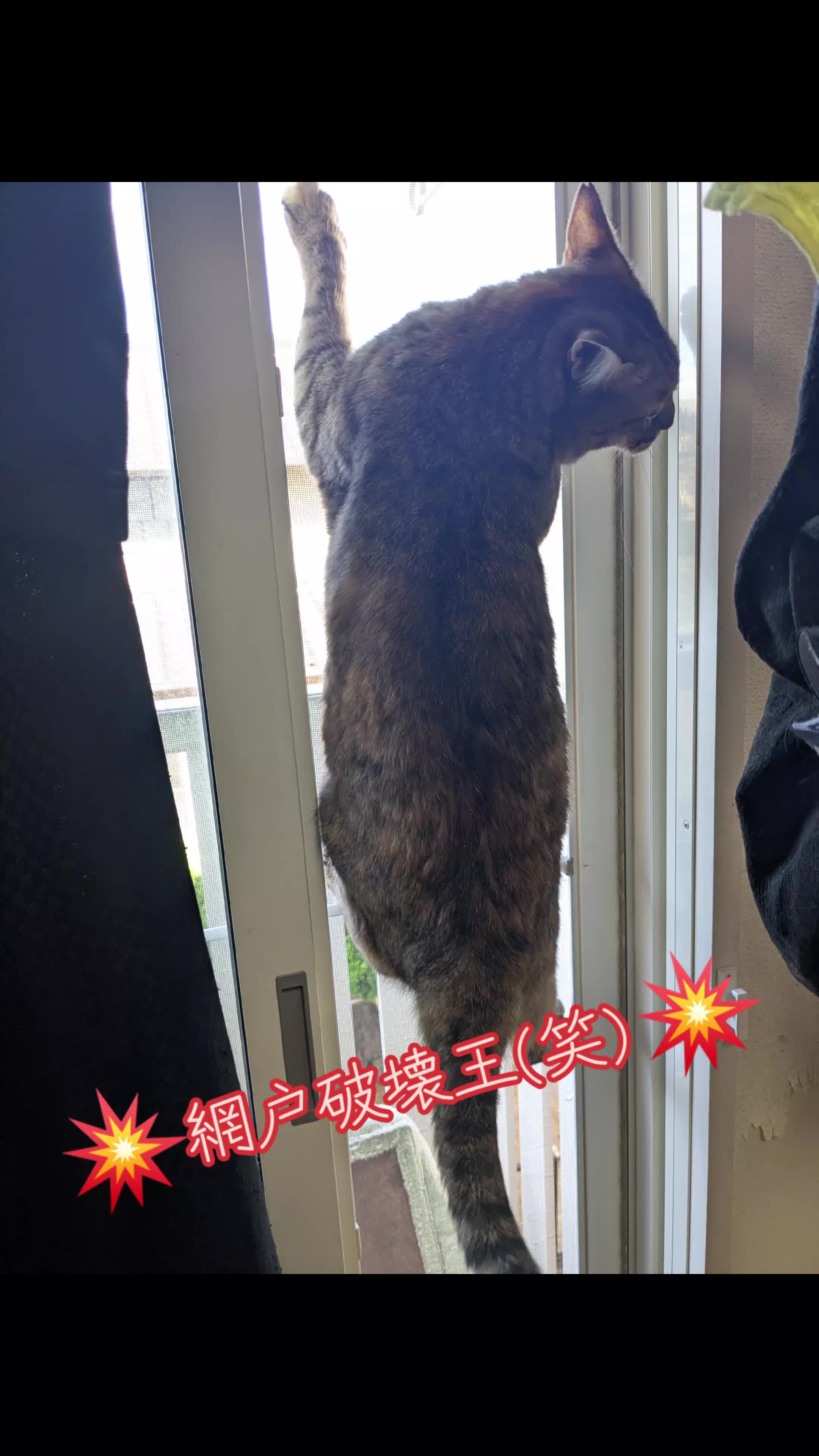 @キュキュ