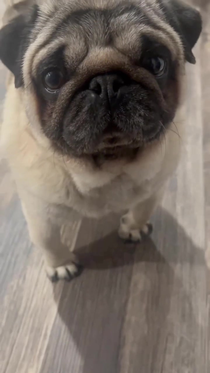 @Rocki the Pug ๐ถ