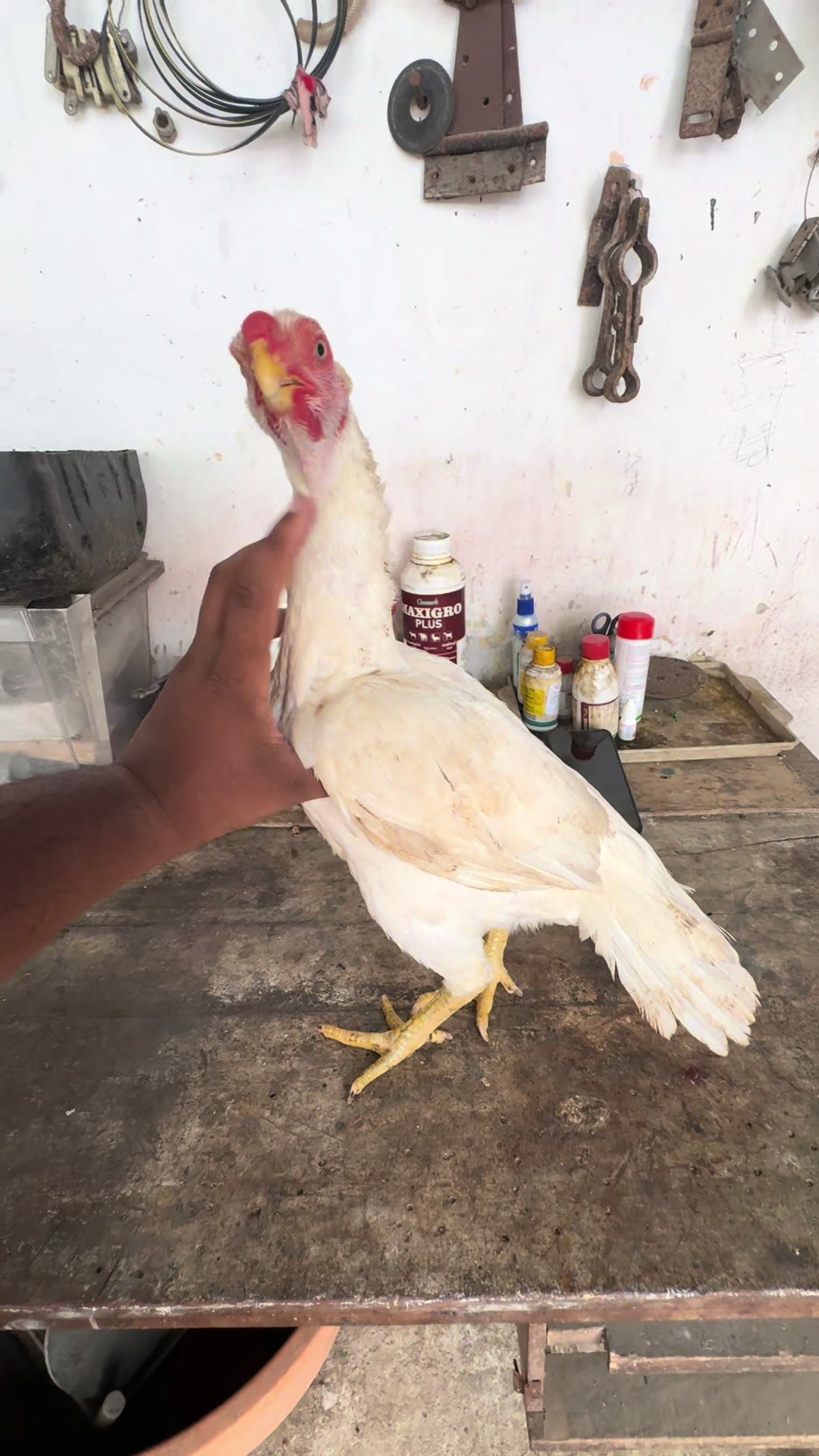 @Wattala_Parrotbeak_Longtail