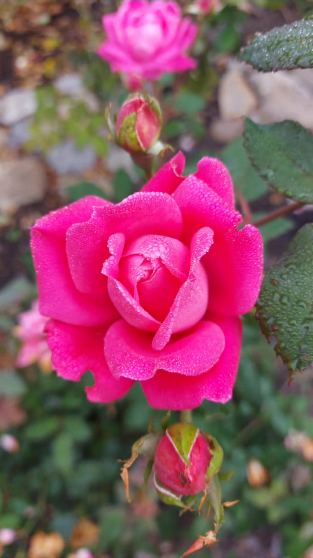@QTZONE333