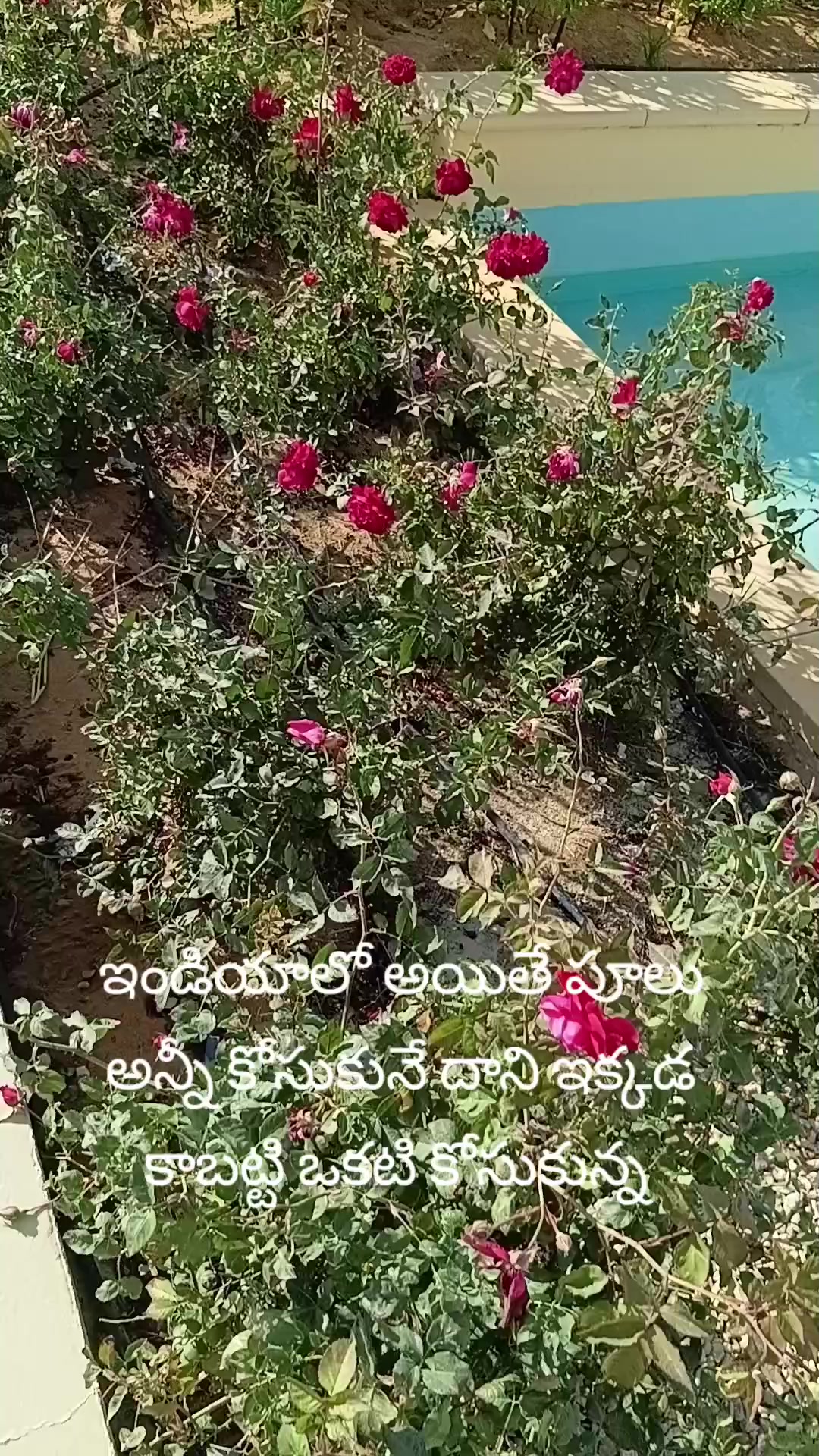 @Udayasree sree