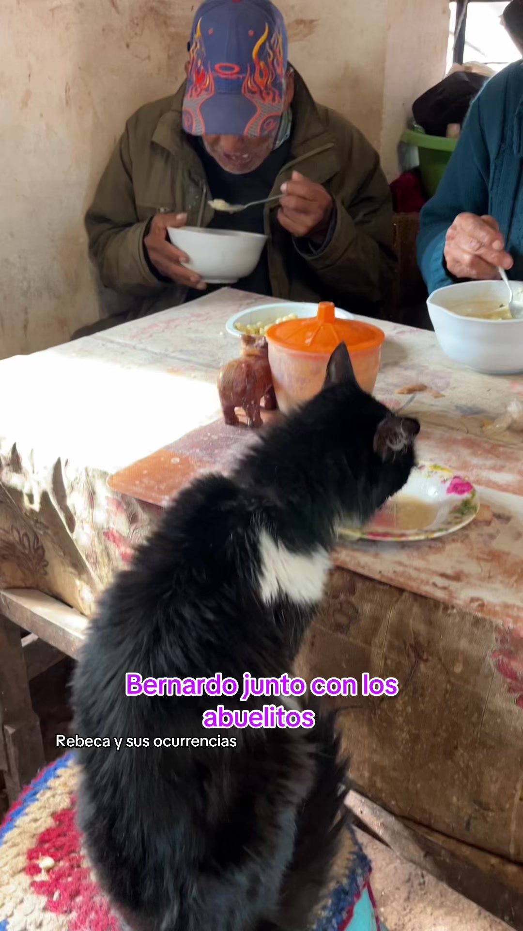 @🐈Rebeca y sus ocurrencias