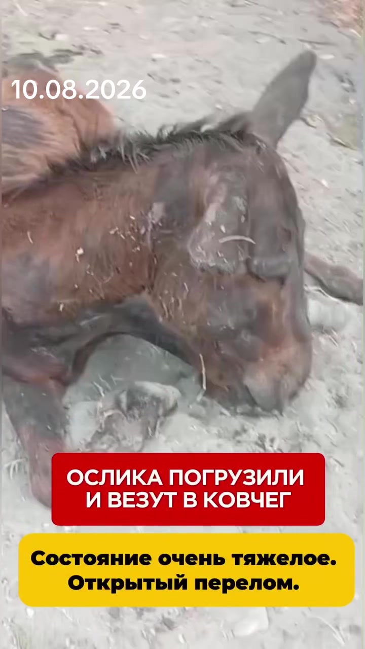 @Приют Ковчег Кыргызстан