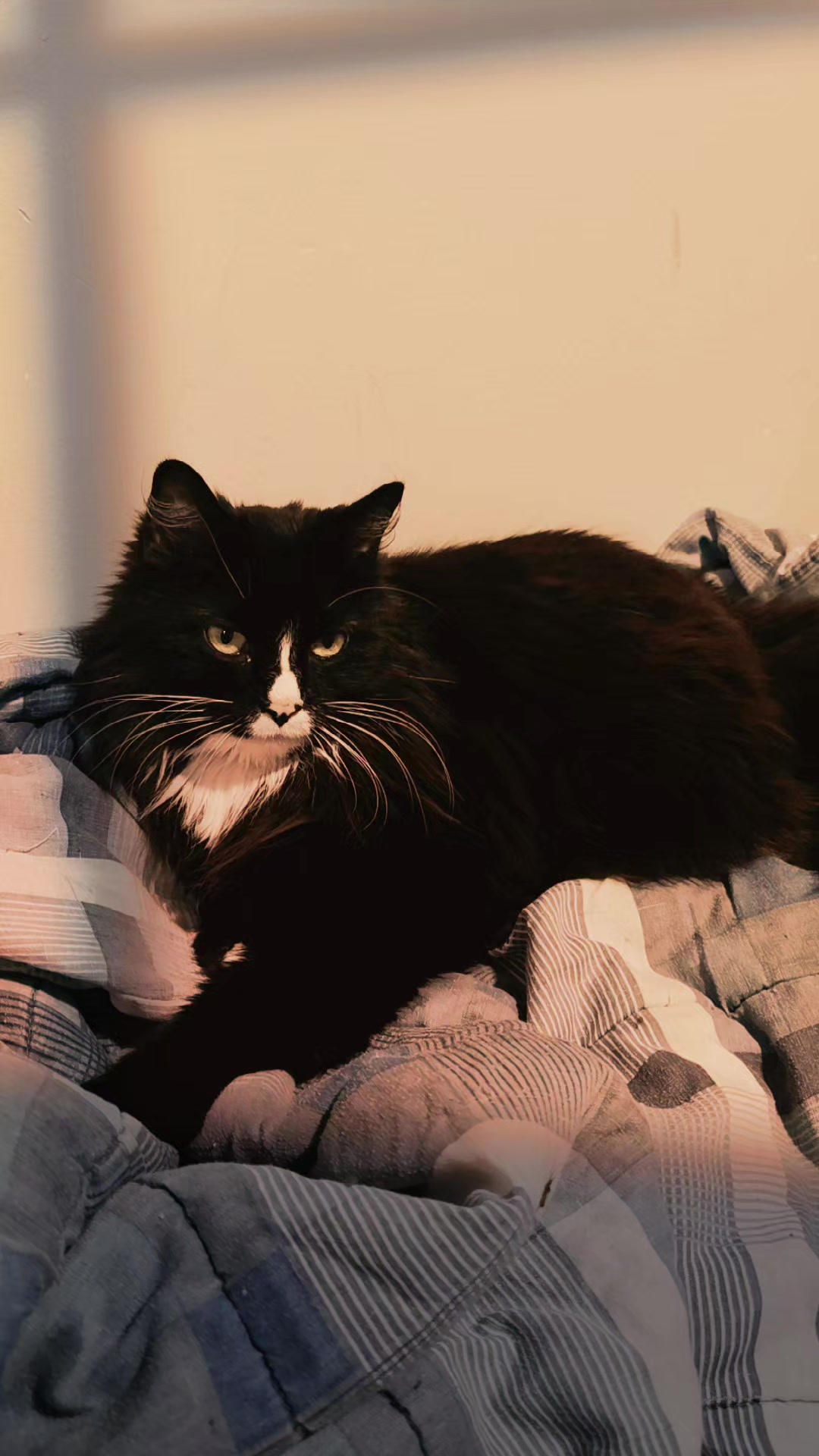 @AtticaTheTuxedoCat
