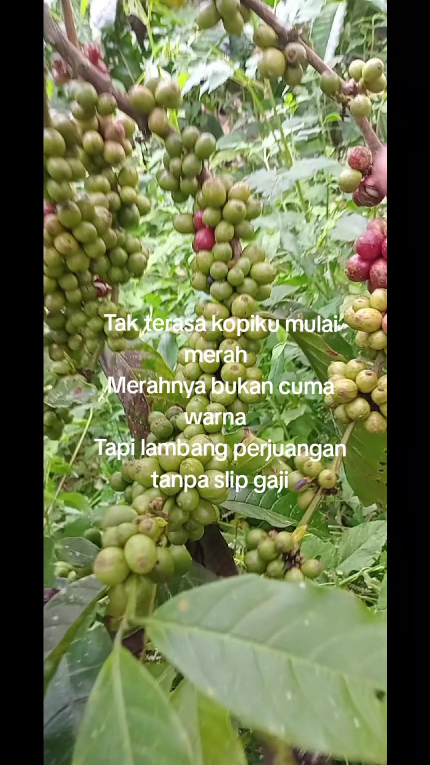 @Nyoman Suardana