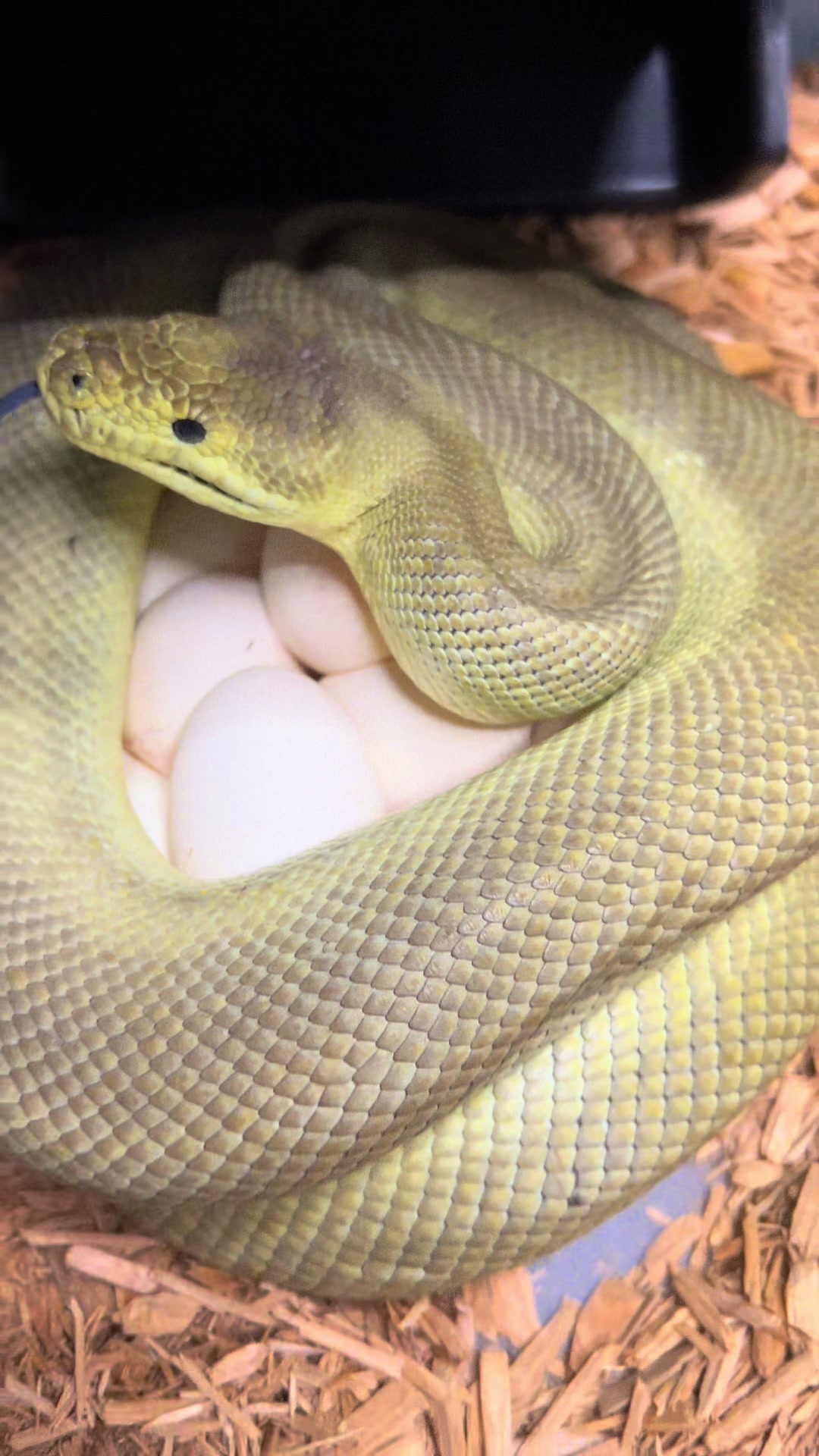 @rileys_reptiles