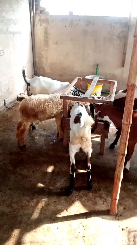 @Adil rahmani