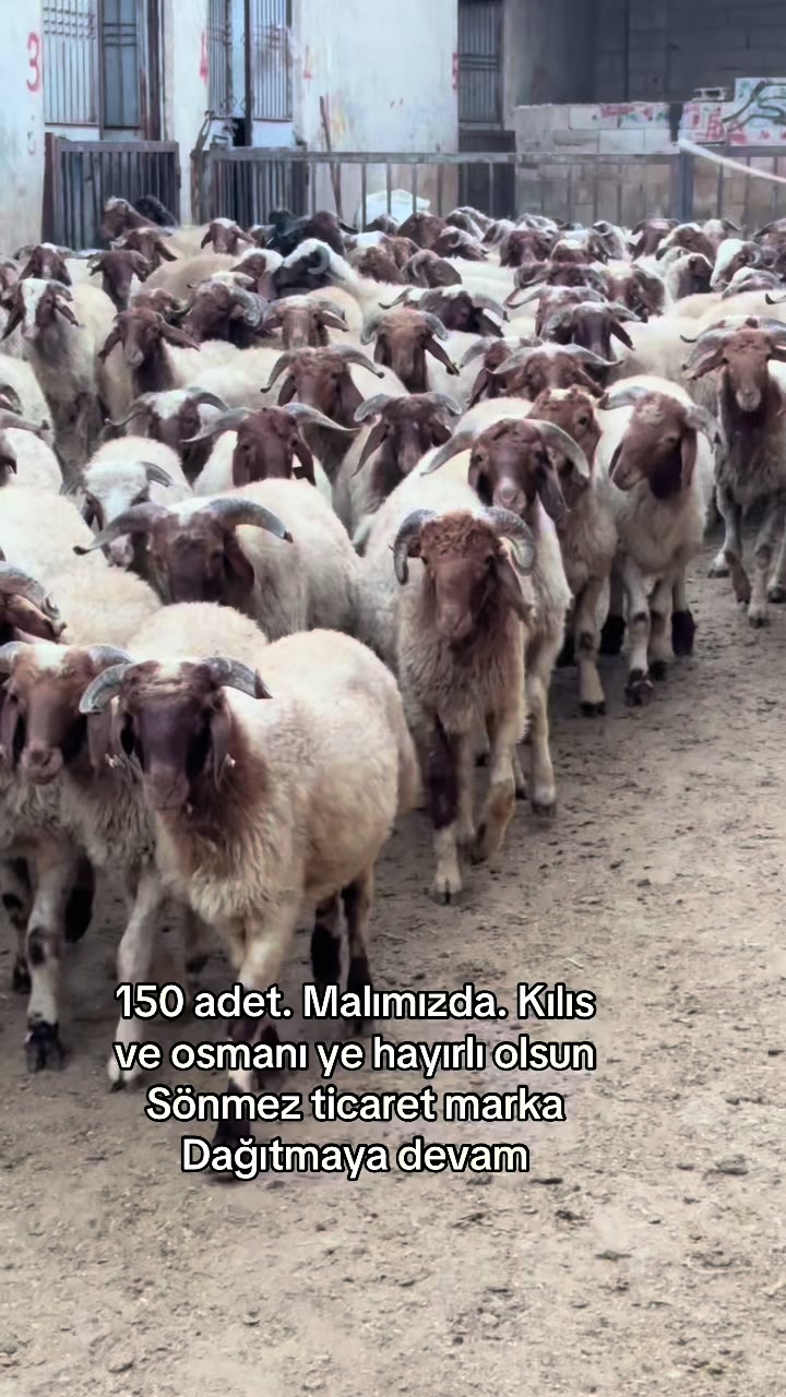 @Ahmet Sönmez